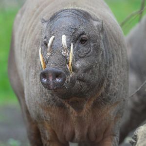 Ubi, Male Babirusa- 18th March 2024