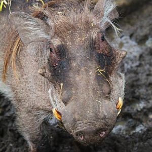 Male Common Warthog- 18th March 2024
