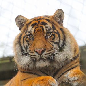 Sumatran Tiger- 18th March 2024