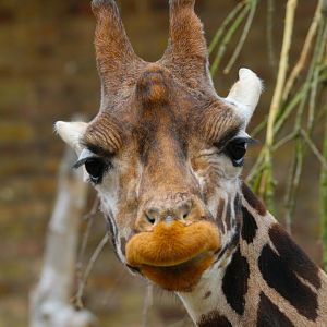 Female African Giraffe- 18th March 2024
