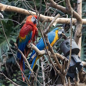 Macaws