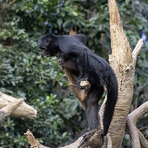 Black-headed Spider Monkey