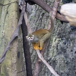 Squirrel Monkey
