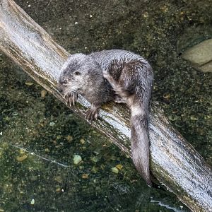 Spotted-necked Otter