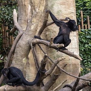 Black-headed Spider Monkeys