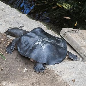 Nile Softshell Turtle