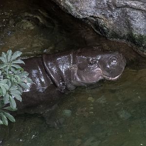 Pygmy Hippopotamus