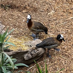 White-faced Whistling Ducks