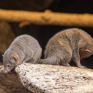 Dwarf Mongooses