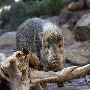 Javelina