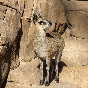 Klipspringer