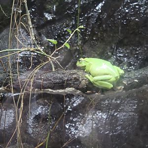 Fea's Tree Frog Chester Zoo 26th February 2024