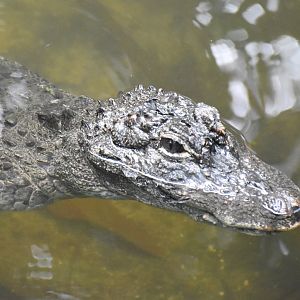 Chinese Alligator (Alligator sinensis)