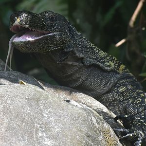 Crocodile Monitor (Varanus salvadorii)