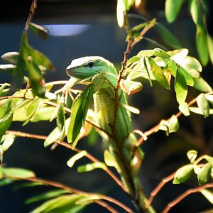 Sakishima Grass Lizard (Takydromus dorsalis)
