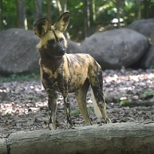 African Wild Dog (Lycaon pictus)