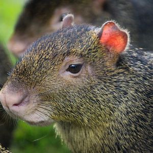 Azara's Agouti