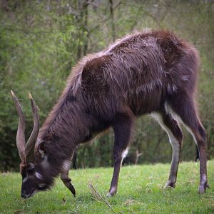 Sitatunga