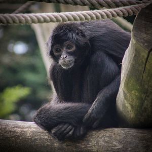 Black Spider Monkey