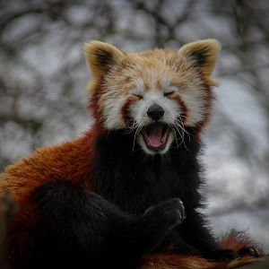Red Panda