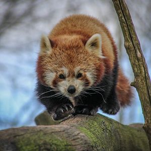 Red Panda