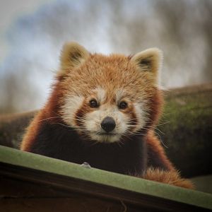 Red Panda