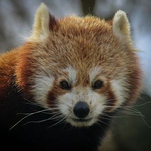 Red Panda