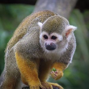 Common Squirrel Monkey