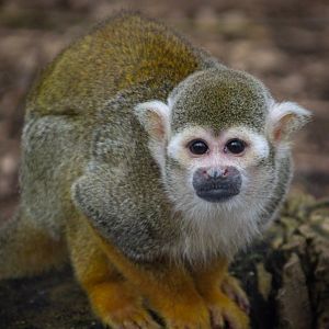 Common Squirrel Monkey