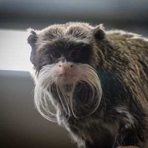 Emperor Tamarin