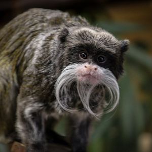 Emperor Tamarin