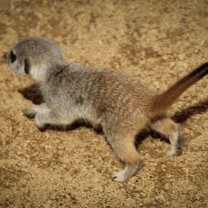 Baby Meerkat