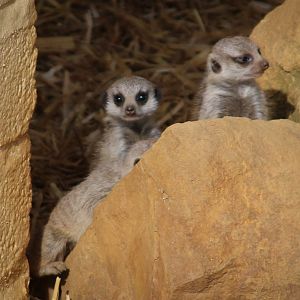 Baby Meerkats