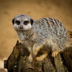 Meerkat