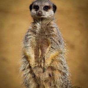 Meerkat