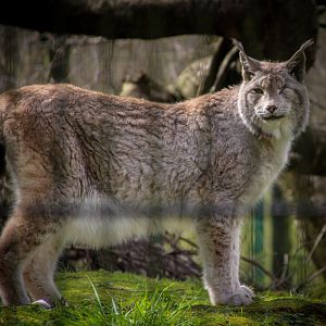 European Lynx