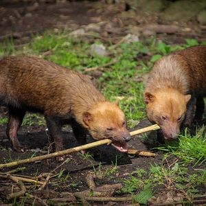 Bush Dogs