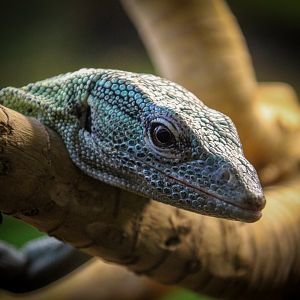Emerald Tree Monitor