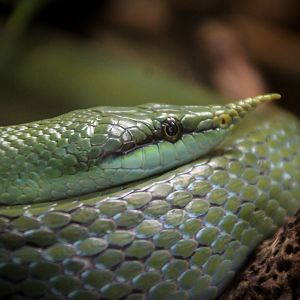 Rhinoceros Ratsnake