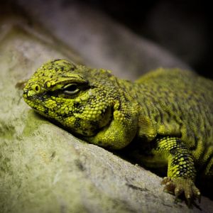 Saharan Uromastyx