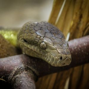 Jamaican Boa