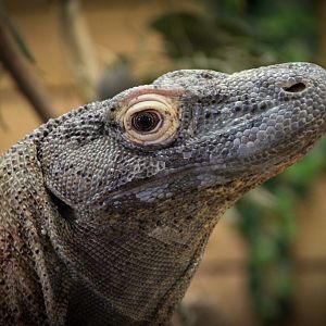 Komodo Dragon