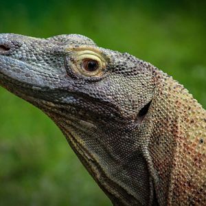 Komodo Dragon