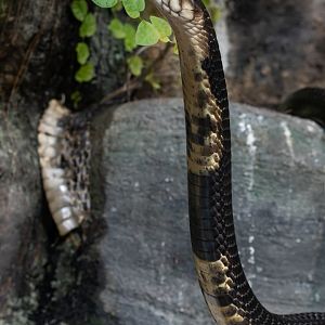 Forest cobra (Naja melanoleuca)