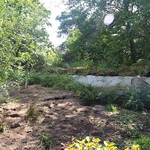 Meerkat exhibit, 2023-08-15