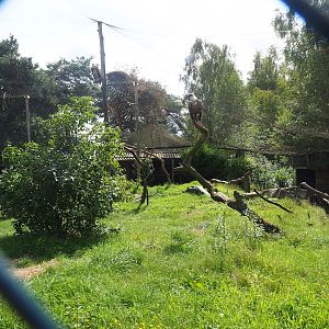 Abyssinian ground hornbill and Western Eurasian griffon vulture aviary, 2023-08-15