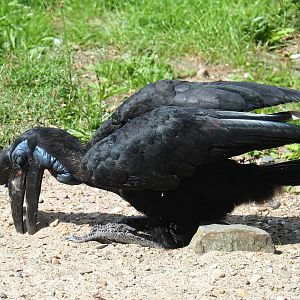Abyssinian ground hornbill (Bucorvus abyssinicus), 2023-08-15