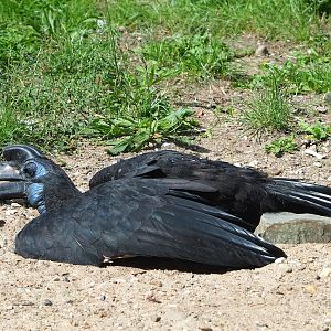 Abyssinian ground hornbill (Bucorvus abyssinicus), 2023-08-15