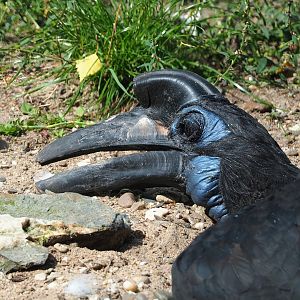 Abyssinian ground hornbill (Bucorvus abyssinicus), 2023-08-15