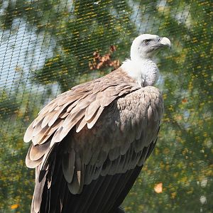 Western Eurasian griffon vulture (Gyps fulvus fulvus), 2023-08-15